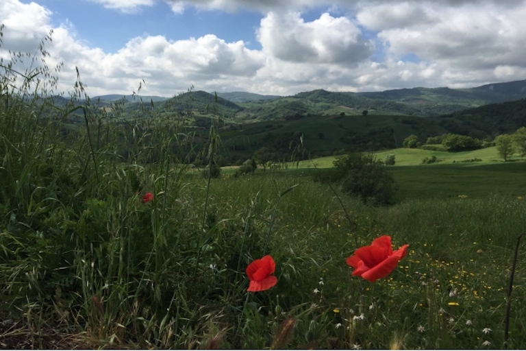 Galleria panoramica